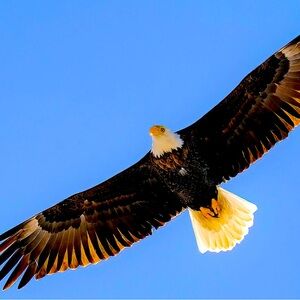 Meet your Posher, Juliemar